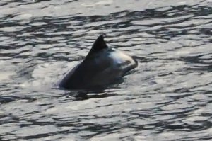 A pregnant female harbour porpoise
