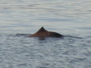 Harbour porpoise with scars