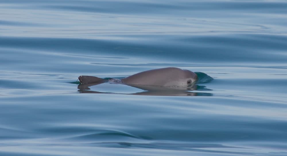 Vaquita population down to 30 individuals — Porpoise Conservation Society