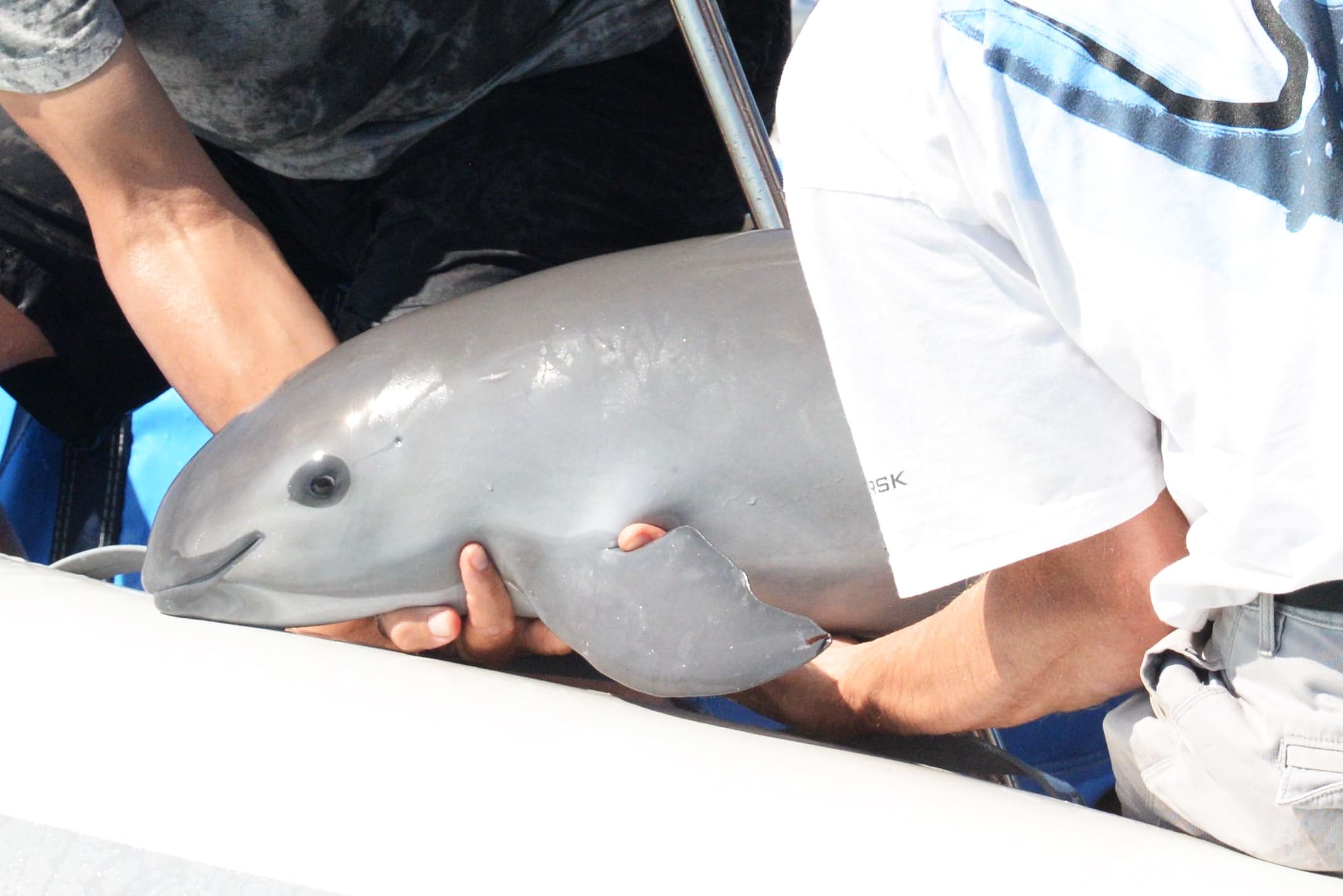 Scientists successfully capture, examine and release vaquita — Porpoise