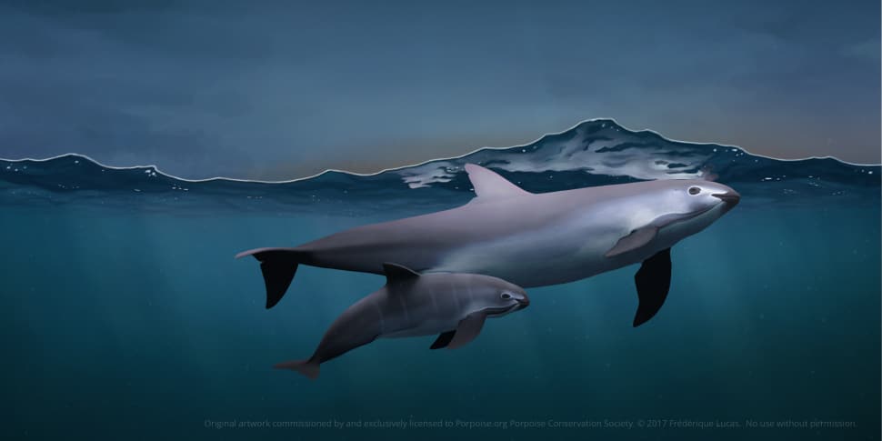 The Vaquita Needs Your Help Resources For Teachers Porpoise