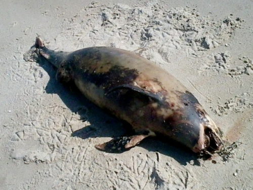 Vaquita Population Continues Decline as Totoaba Fishery Grows